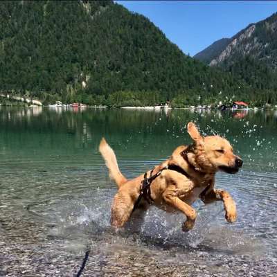 Die Dogorama Wochen Challenge: “Dein Hund im Urlaub”-Beitrag-Bild