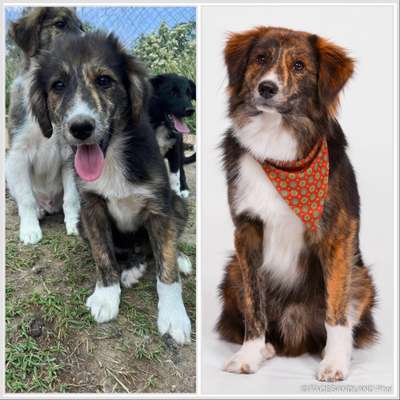 Vom Welpen zum Hund-Beitrag-Bild