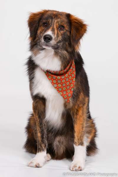 Vom Welpen zum Hund-Beitrag-Bild