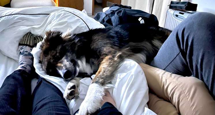 Dogorama Photo Challenge - Frühjahrsmüdigkeit-Beitrag-Bild