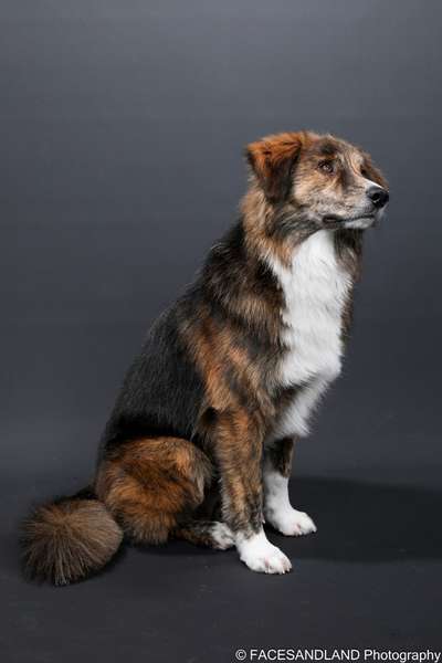 Unsere Fellnasen-Vielfalt im Überblick!-Beitrag-Bild