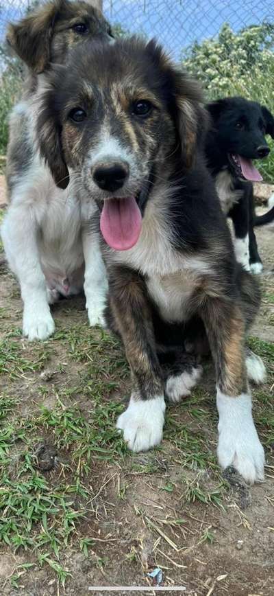 Vom Welpen zum Hund-Beitrag-Bild