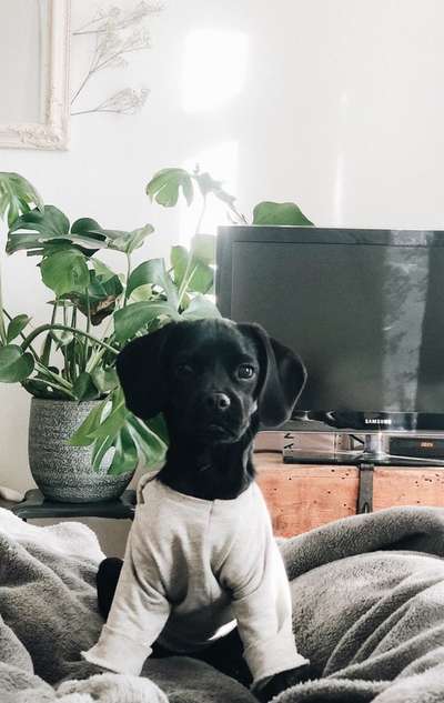 Hundetreffen-Lou sucht Freunde zum toben-Bild