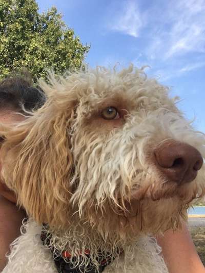 Lagotto Romagnolo Besitzer-Beitrag-Bild