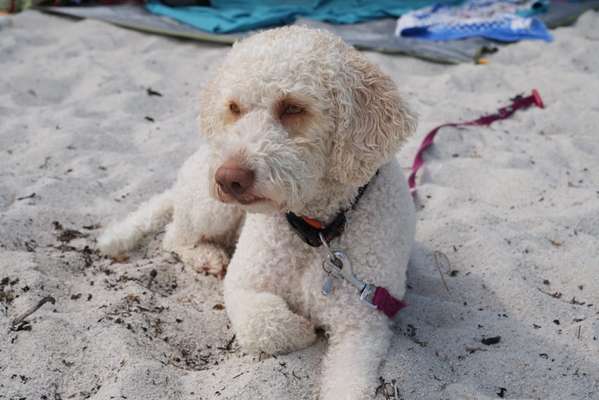 Lagotto Romagnolo Besitzer-Beitrag-Bild