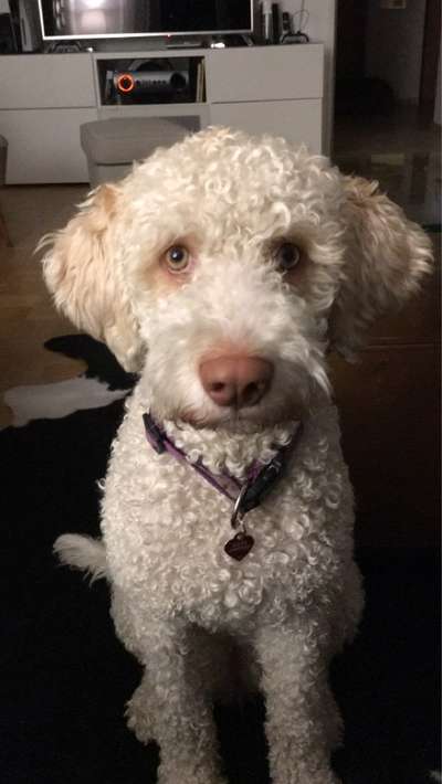 Lagotto Romagnolo Besitzer-Beitrag-Bild