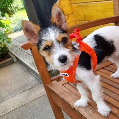 Wie kamst du zu deinem Hund?-Beitrag-Bild