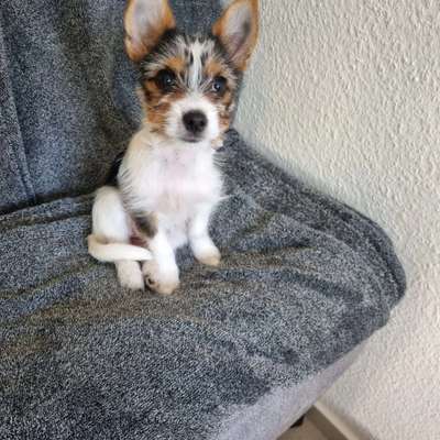 Wie kamst du zu deinem Hund?-Beitrag-Bild