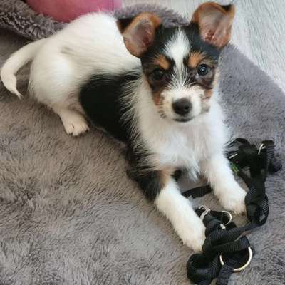 Wie kamst du zu deinem Hund?-Beitrag-Bild