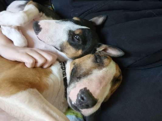 Miniatur Bull Terrier-Beitrag-Bild