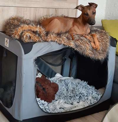 Windhunde - Treffen der besonderen Schönheiten
HERZLICH WILLKOMMEN-Beitrag-Bild