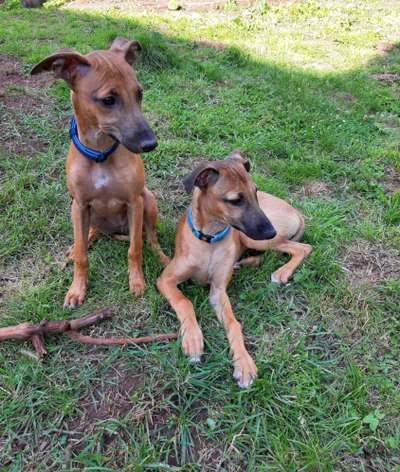 Whippet-Beitrag-Bild