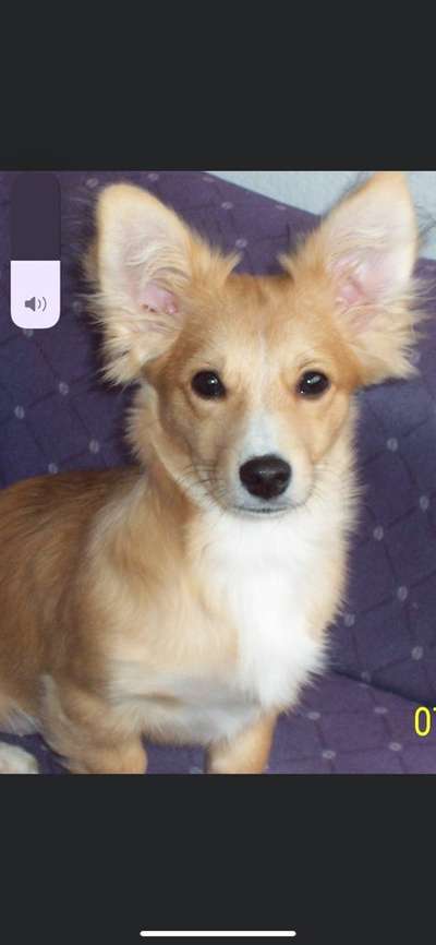 Wie heißt dein Hund?-Beitrag-Bild