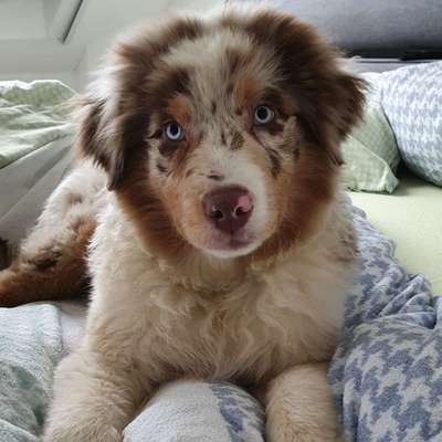 Darf der Hund bei Euch im Bett schlafen?-Beitrag-Bild