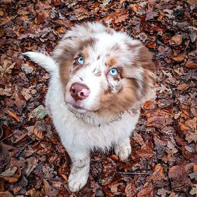 Die besten Hundeblicke 🐾❤️-Beitrag-Bild