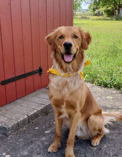 Wo sind die Golden Retriever Liebhaber?-Beitrag-Bild