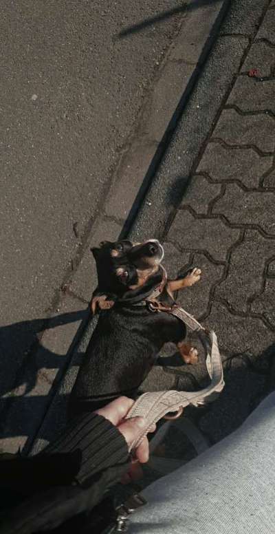 Mischlinge raten - Rätselspaß-Beitrag-Bild