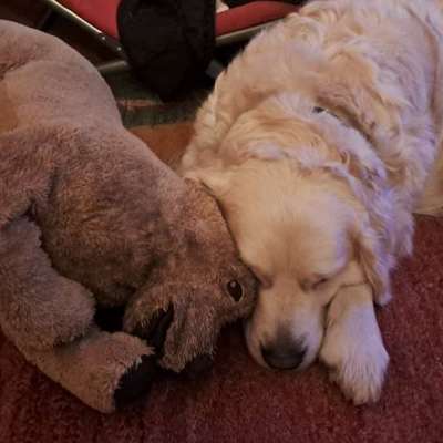 aktuelles Foto Gruppe Golden Retriever