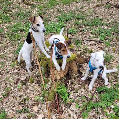 Hundetreffen-Junghundetreffen (Spielrunde/Spaziergang) gerne mit Hunden der gleichen Größe-Profilbild