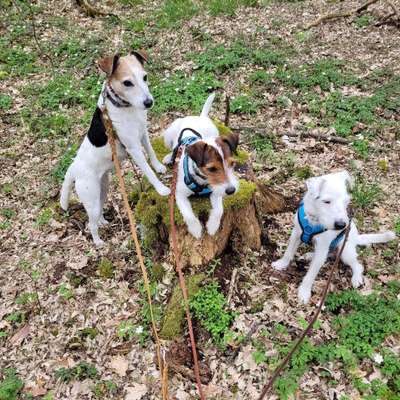 Hundetreffen-Junghundetreffen (Spielrunde/Spaziergang) gerne mit Hunden der gleichen Größe