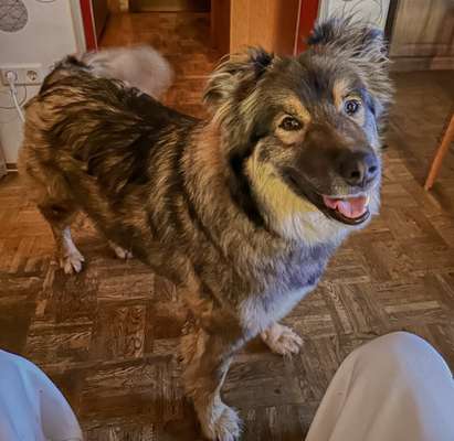 Auslandstierschutz-Beitrag-Bild