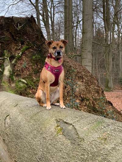 Auslandstierschutz-Beitrag-Bild