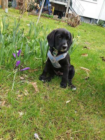 Challenge 23 : "  Euer Hund beim Frühlingserwachen "-Beitrag-Bild