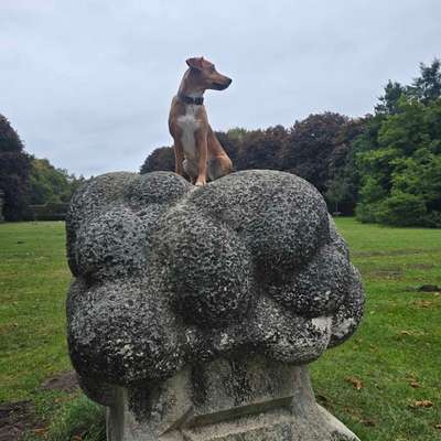 Hundetreffen-Gemeinsame Gassirunde-Bild