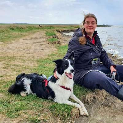 Hundeschulen-Sommer Dogs-Bild