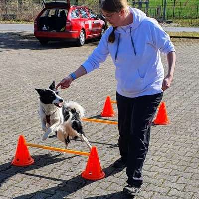 Hundeschulen-Sommer Dogs-Bild