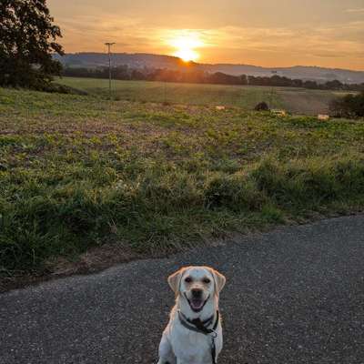 Hundetreffen-Spielen und toben-Bild