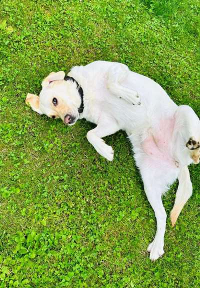 Hundetreffen-Spielen und toben-Bild