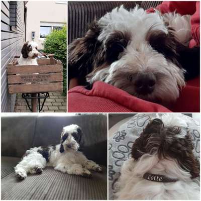 Cockerpoo (Englischer Cockerspaniel +Pudel)-Beitrag-Bild