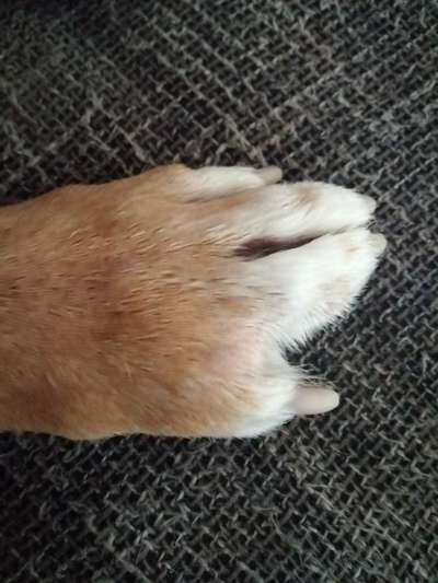 Pfotenzwischenraum geschwollen-Beitrag-Bild