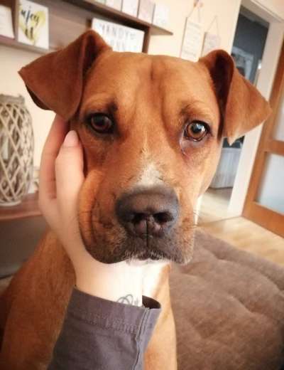 Rhodesian Ridgeback-Beitrag-Bild