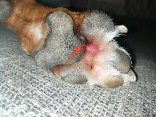 Pfotenzwischenraum geschwollen-Beitrag-Bild