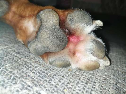 Pfotenzwischenraum geschwollen-Beitrag-Bild