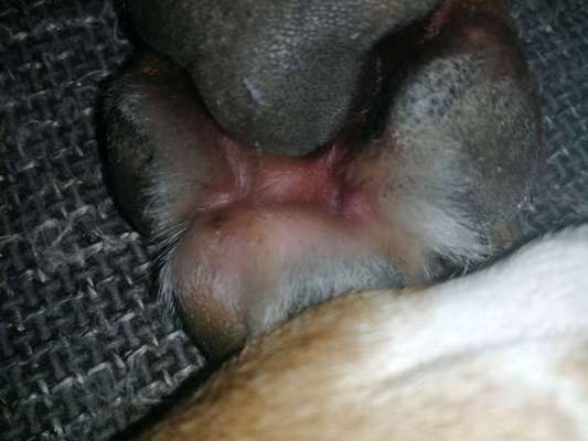 Pfotenzwischenraum geschwollen-Beitrag-Bild