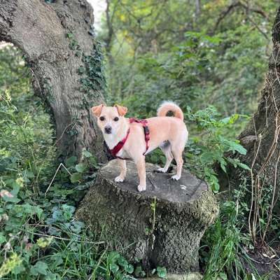 Hundetreffen-Hundefreunde gesucht-Bild