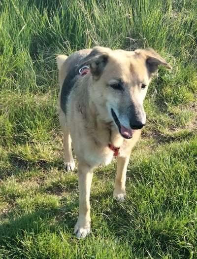 Auslandstierschutz-Beitrag-Bild