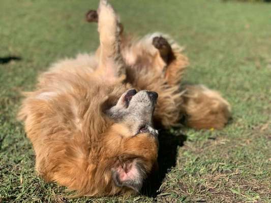 Auslandstierschutz-Beitrag-Bild