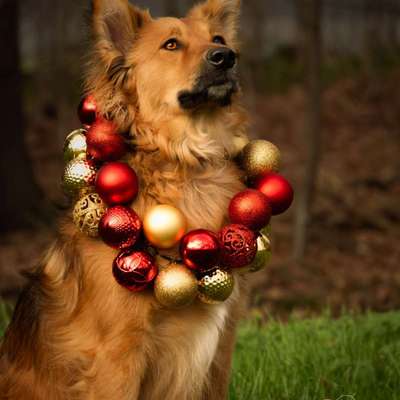 Hundetreffen-Suche freundlichen Gassipatner-Bild