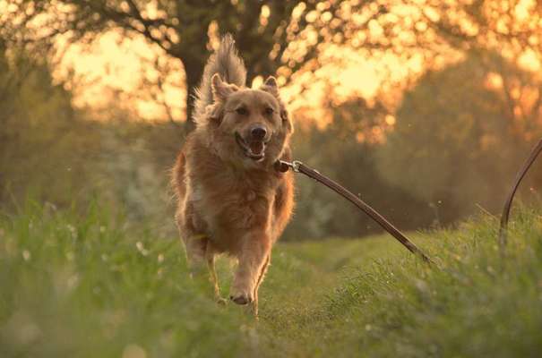 Hundetreffen-Hundebegegnuns Training-Bild