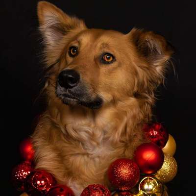 Hundetreffen-Weihnachtsshooting-Bild