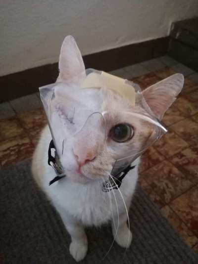 Welcher Hundekragen nach Kastration-Beitrag-Bild