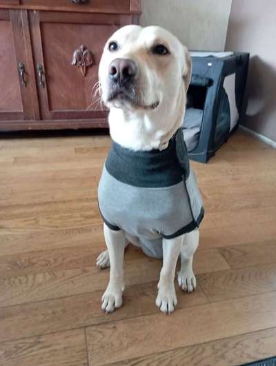 Welcher Hundekragen nach Kastration-Beitrag-Bild