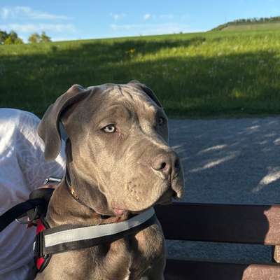 Hundetreffen-Spiel- und Gassifreunde für unseren Rüden Ace-Bild