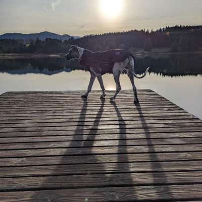 Hundetreffen-Riesentreffen-Bild