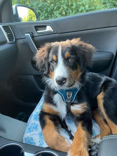 Australian Shepherd Mix-Beitrag-Bild