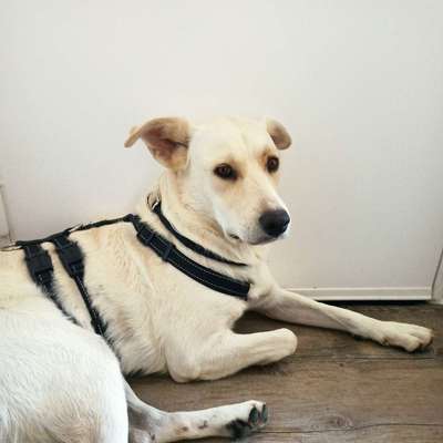 Hundetreffen-Hunde treffen zum Kennenlernen in Kaufbeuren